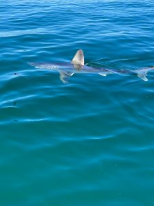 PORBEAGLE 2