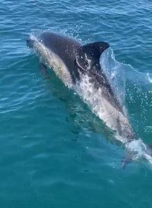 dolphin