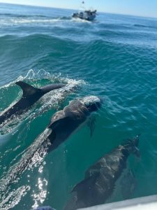 dolphins