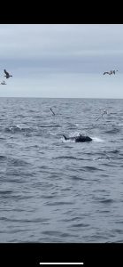 tuna busting