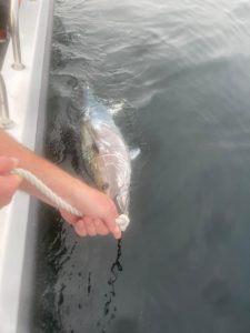 tuna s